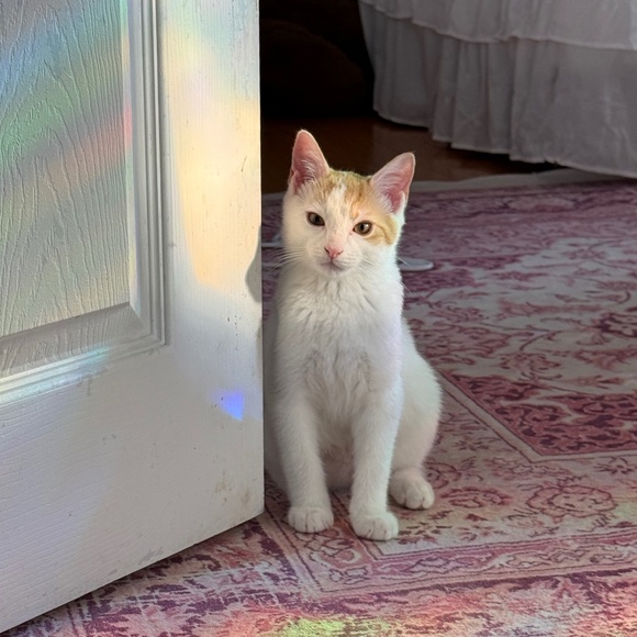 Meet your Posher, Morgan - Picture 1 of 1